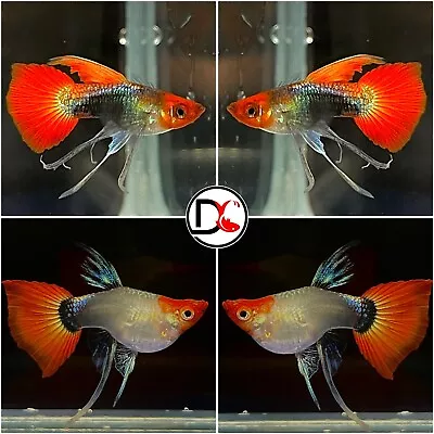 1 Pair (1M-1F)- Live Guppy Fish High Quality -Tuxedo Koi Short Ribbon USA Stock • $31.95