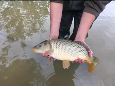 Common/mirror/crucian Carp. • £100