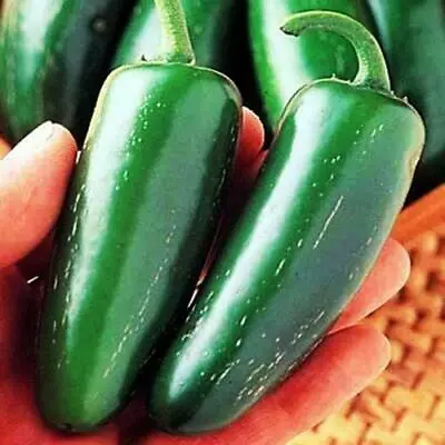 GIANT JALAPENO 25 Chili Seeds + FREE • £1.63