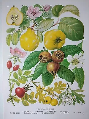 Quince Fruit Medlar Vintage Botanical Fruit Print Food Plant Illustration Art • £8