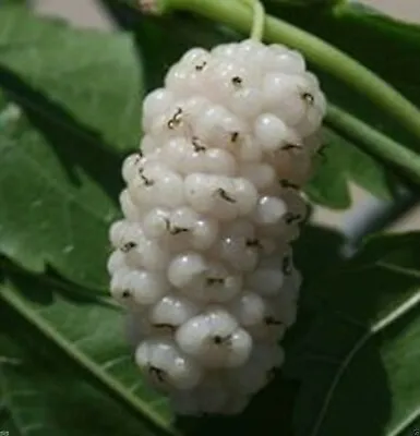 White Mulberry (20 Seeds) Fresh This Season's Harvest {VERY RARE & EXOTIC} • $4.99