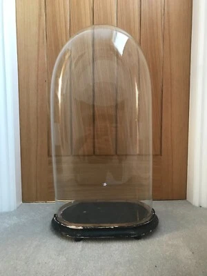 £190 • Buy Large,tall,antique Glass Dome With Ebonised Wooden Base.Skeleton Clock/taxidermy