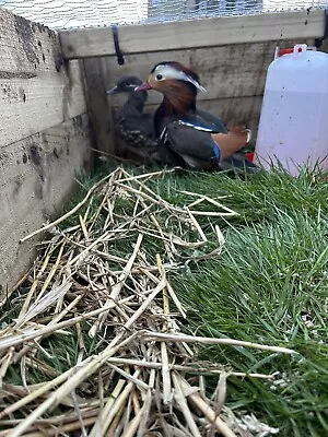 Pure Mandarin Duck Hatching Eggs (PRESALE) • £21