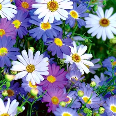 100 Mixed Daisy Seeds Colourful Garden Scatter Flowers To Grow UK Wild Daisies • £3.99