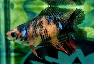 Doubletail Halfmoon Female Betta Splenden/Siamese Fighting Fish 0106 • £16