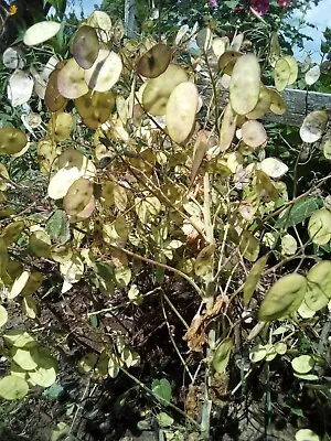 50 Seeds Money Plant Lunaria Biennis • $3.99