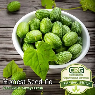 Mexican Gherkin CUCAMELON Heirloom Seeds | Mini Cucumbers | Non-GMO Garden Seeds • $3.98