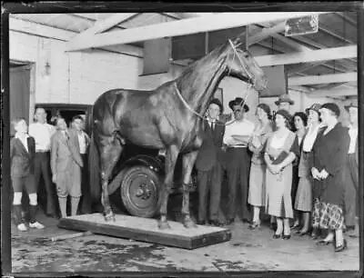 Phar Lap's Stuffed And Mounted Body Arriving At The Melbourne Muse- Old Photo • $9