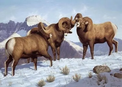 $29.99 • Buy Bighorn Sheep Rams  Meeting The Challenge  By Tom Mansanarez 27x18