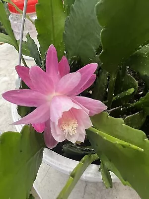 Pink Epiphyllum Siegfried Succulent Orchid Cactus Houseplant In 4” Pot • $9.99