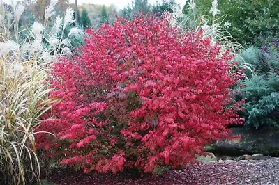 Burning Bush Set Of 3 Starter Plants Live 4-8 Inch Plant • $14.99