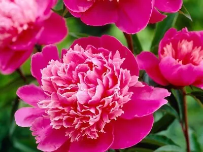 Fragrant Madam Emile Peony Tuber Hardy Perennial Plant. (B) • £7.99