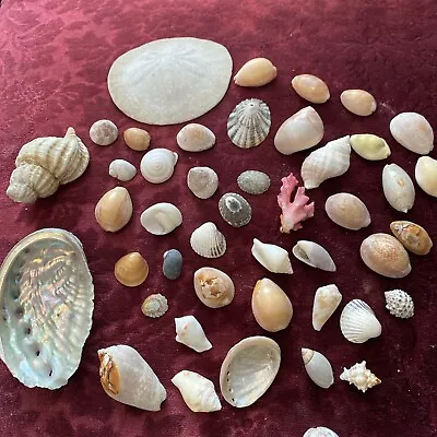 Vintage Estate Sea Shell Lot! Various Sizes! Some Rare Shells Sand Dollar • $16.99