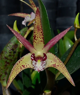 $12 • Buy Orchid -Dendrobium Vung-Tau 'Jill' X Bellinger Sheen 'Two Tone' (Compot)
