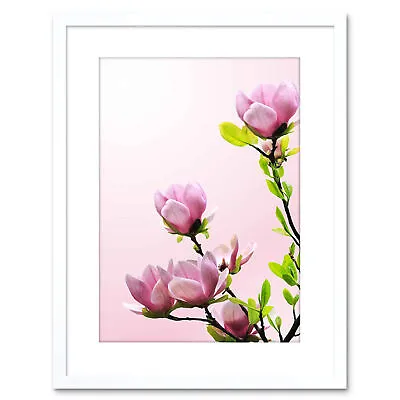 Photo Plant Nature Flower Tree Blossom Magnolia Framed Print 9x7 Inch • £15.99