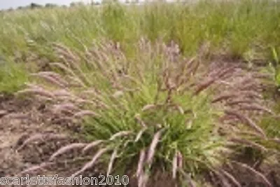 Yorkshire Fog  Holcus Lanatus Tufted Grass And Meadow Soft Grass  20000 SEEDS • £2.35