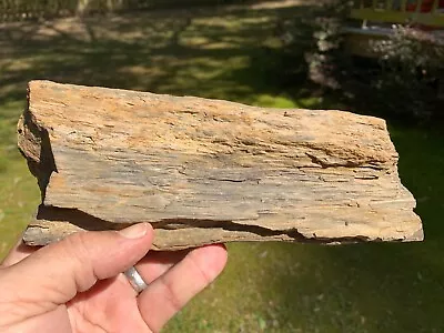 ☆ 9-1/2 Inch - MAZON CREEK PETRIFIED WOOD Fossil - 2-1/4 Lb ☆373 • $32