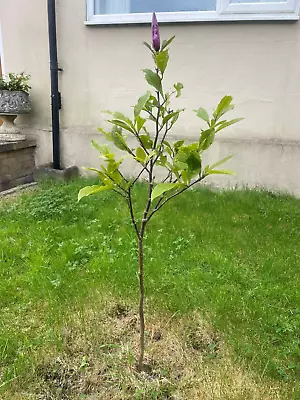 Magnolia Susan 90cm Tall Standard Tree • £25