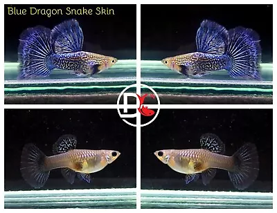 1 Pair - Live Aquarium Guppy Fish High Quality - Blue Dragon BDS Halfmoon • $26.65