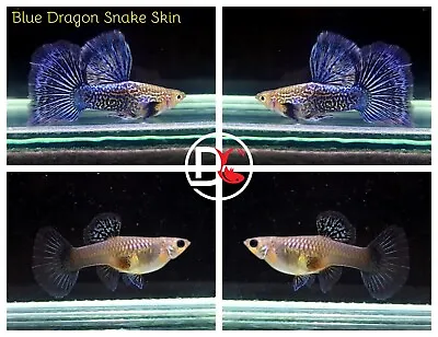 Male Only - Live Aquarium Guppy Fish High Quality - Blue Dragon BDS Halfmoon • $17.65