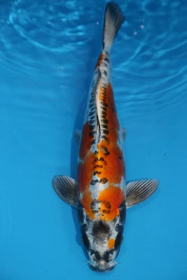 £179 • Buy Koi For Sale-Koi Carp 12  Ghost 5034 Cascade Koi