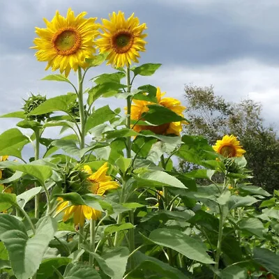 Mammoth Grey Strip Sunflower - 40 Seeds Fresh For 2024 Gardens • $3.24