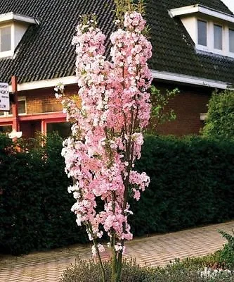 £34.99 • Buy Japanese Amanogawa Pink Flowering Cherry 4-5ft, Upright Growing,Prunus Serrulata