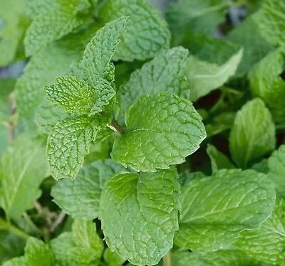 5 Garden Mint Perennial Herb Tea Culinary Cooking Bare Root Trimmed Plants • £1.99