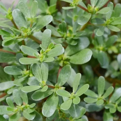 500 Organic  Edible Green Purslane Seeds FREE SHIPPING • $4.50