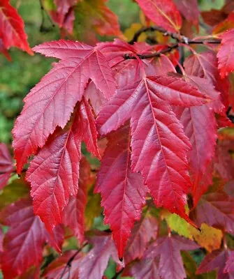 20 FLAME AMUR MAPLE SEEDS - Acer Ginnala ‘Flame’  • $6