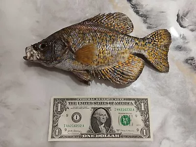 New Beautiful Real Skin 9 1/2 Inch Crappie Bluegill Fish Taxidermy • $68.50