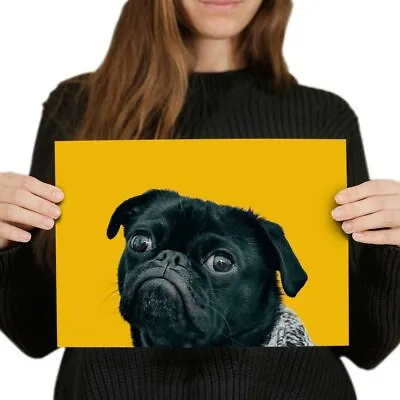 £3.99 • Buy A4  - Black Pug Dog With Grey Scarf Poster 29.7X21cm280gsm #44326
