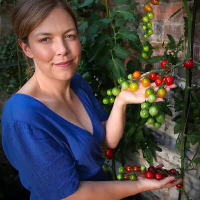 Large Tomato Plug Plants Super Early Double Your Cropping Season 16 Varieties • £2.50