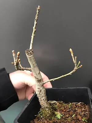 Shohin Oak Bonsai Tree • £30