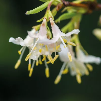 Honeysuckle Hardy Climbing Shrub Plant 'Fragrantissima' In 3.6L Nursery Pots T&M • £36.99