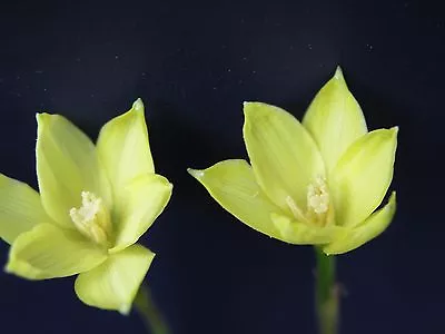 Rain Lily Zephyranthes Smallii 2 Bulbs EXTREMELY RARE Habranthus Cooperia • $18