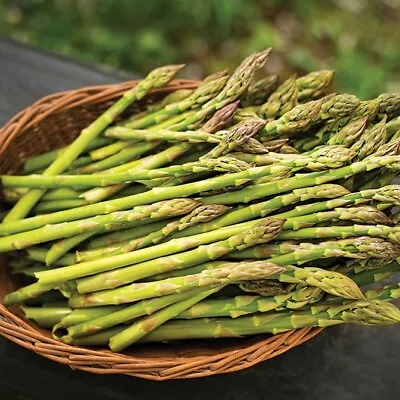 Asparagus Plants 'F1 Gijnlim' - 6 X MEDIUM Plug Vegetable Plants. • £11.99