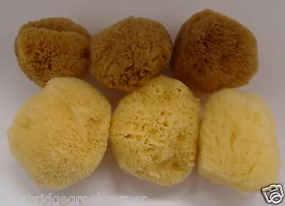 Set Of 6 Premium 3'' - 3.5'' Uncut Natural Greek Sea Sponges For Baby Bath • £19.99