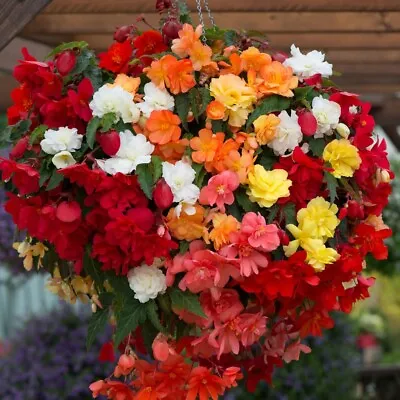 £9.99 • Buy 6 X 10cm Stunning Begonia 'Illumination Mixed Colours' Bedding Plant Trailing