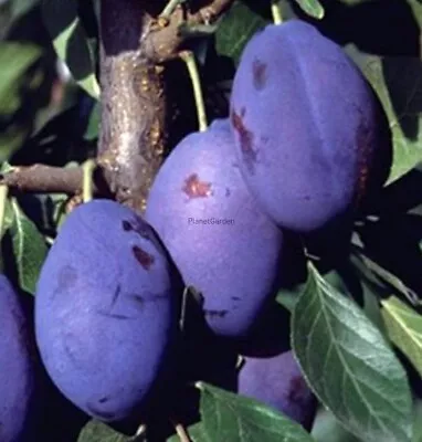 £7.50 • Buy Plum Tree 'Stanley' Garden Fruit Tree  Sweet & Juicy  Farm Allotments St