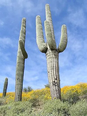 Saguaro - CARNEGIEA GIGANTEA - 10 Exotic Giant Cactus Seeds - UK Seller • £3.65