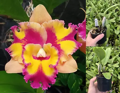 $25 • Buy RON Cattleya Orchid Rlc. Rungnapha Fancy 'Warm Welcome' Mericlone 100mm Pot