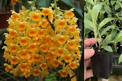$22 • Buy RON Orchid Dendrobium Den. Densiflorum 50mm Pot SPECIES Indian Den