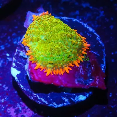 Cornbred's Wildfire Bounce Mushroom - Frag - LIVE CORAL • $10.50