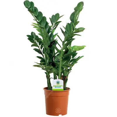 Zamioculca Zamiifolia - 1 Plant - House / Office Live Indoor Pot Plant Tree • £13.99