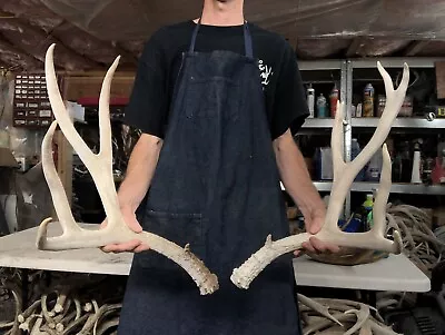 Huge 174-175” Mule Deer Set Antlers Sheds Horns Elk Moose Rack • $225