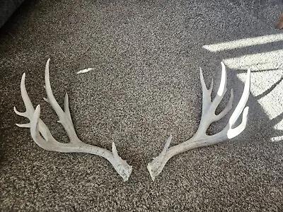 Big Non Typical Mule Deer Set Of Antlers Horns Rack 190   • $794.99