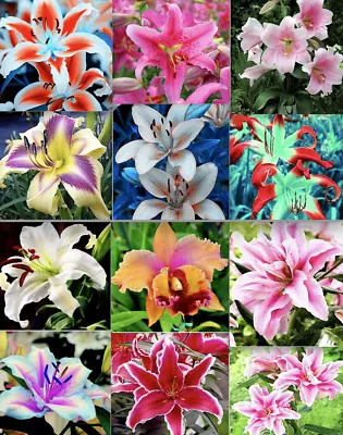 20 Lily Flower Seeds Mixed Colors Much Less Money Than Bulbs • $4.20