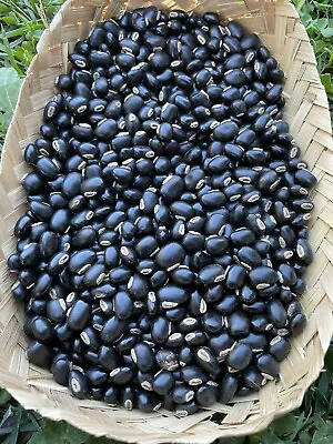 100 Seeds Black Organic Mucuna Beans Mucuna  Pruriens For Growing And Food • $30