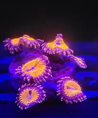 Blood Sucker Zoa (Zoanthid) 1 Polyp Frag-----Free Shipping On Orders Over $85 • $19.99